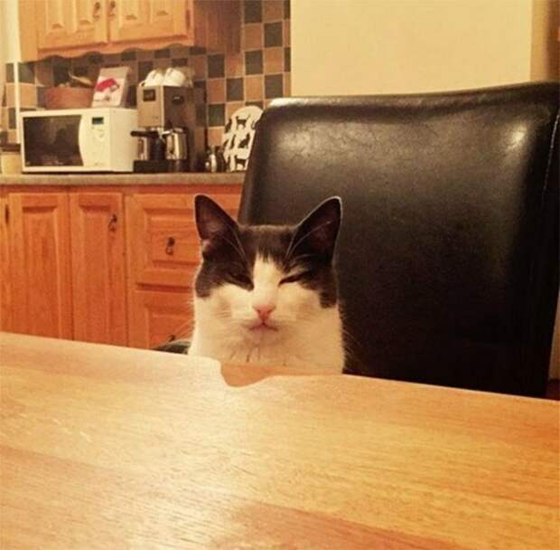 Коты, которым самое место в драмкружке