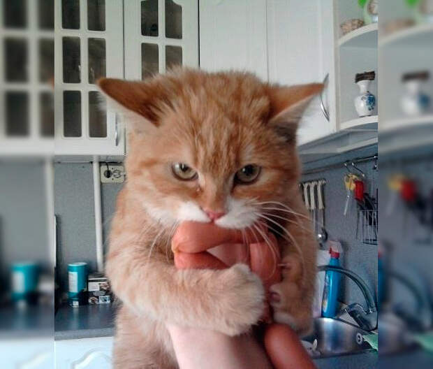 кот ворует сосиски