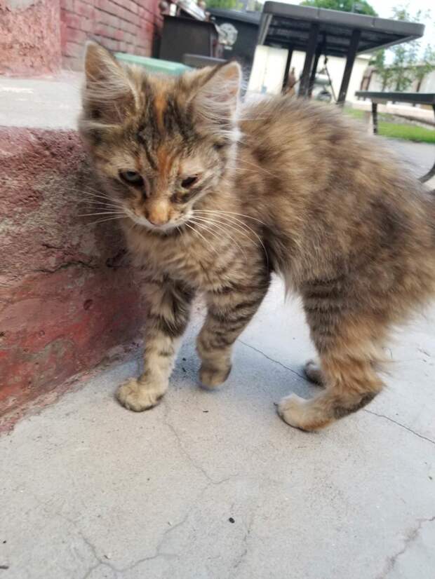 Без кота и жизнь не та