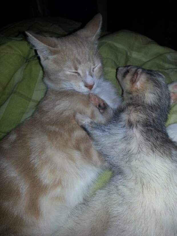 Котёнок и хорьки - прикольная сборка фото