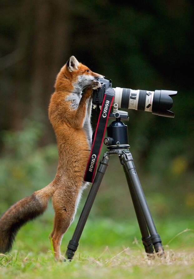 Любопытные животные и фотоаппарат животные, природа, фотоаппарат