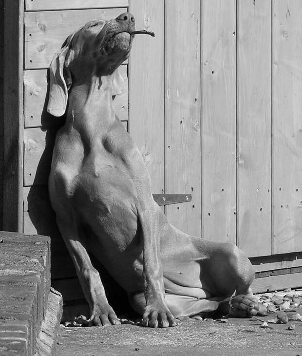 Веймаранер, или веймарская легавая (нем. Weimaraner)