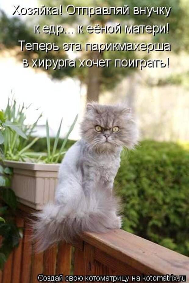 Новая котоматрица (36 фото)