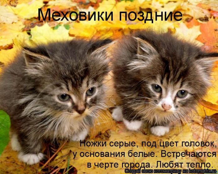 Лучшие котоматрицы недели