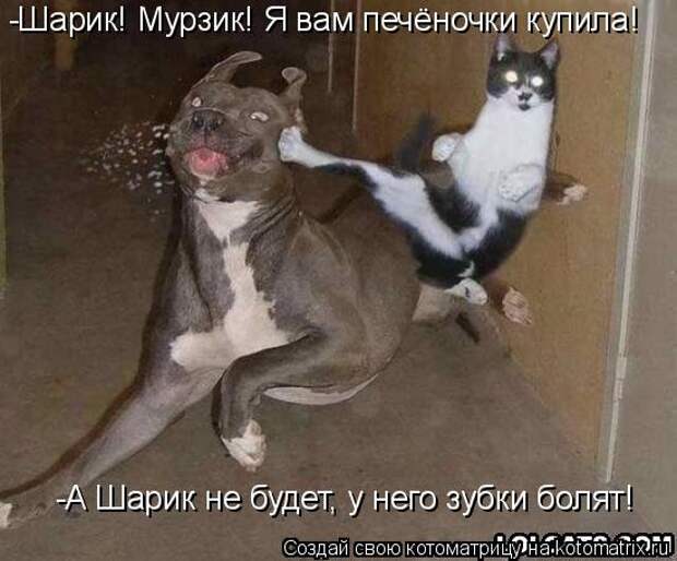 Подборка прикольных котоматриц