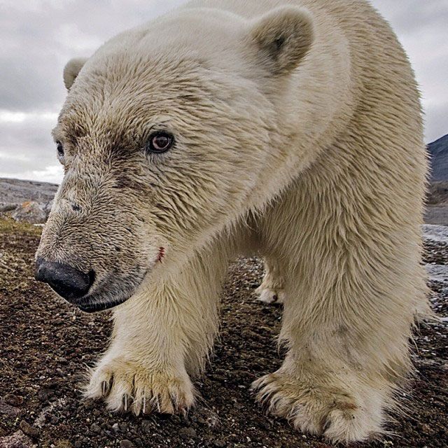 Лучшие фотографии от National Geographic
