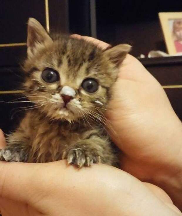 Смешные и забавные кошки