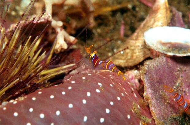 Красота подводного мира Камчатки дайвинг, животные, камчатка, подводный мир