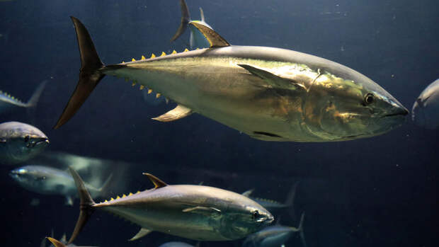 EcoToxic: около 70% видов тунца и акул содержат небезопасное количество ртути