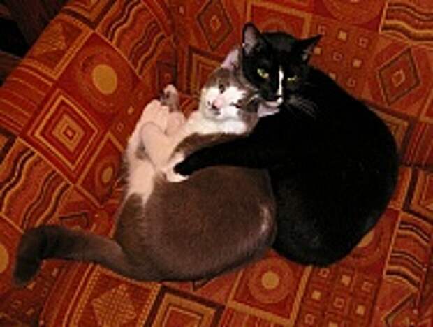 Кошки и Котята 112