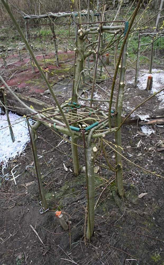 Выращенная мебель от Гэвина Манро. Фото