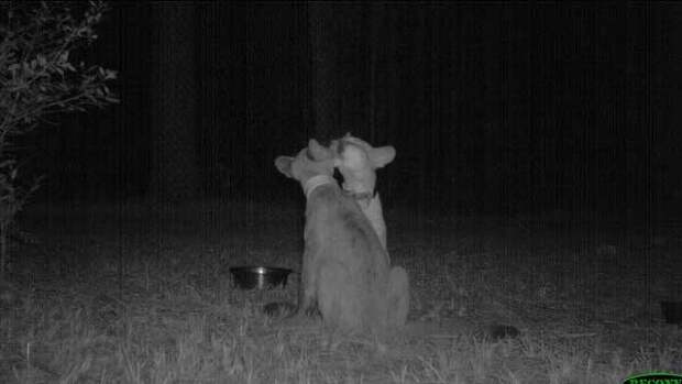 животные снятые на фотоловушку