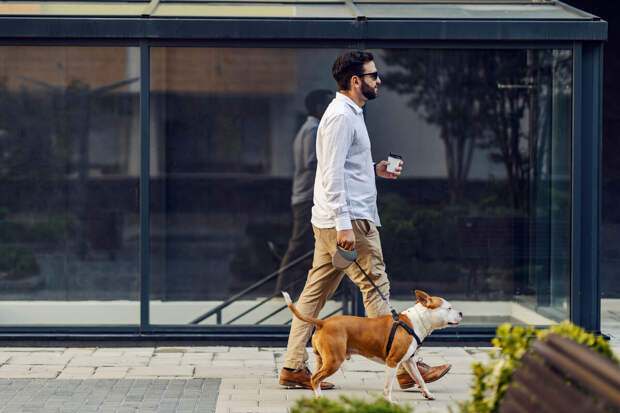 Юрист Соловьев: за нарушение правил выгула собак грозит штраф до 3 тысяч рублей