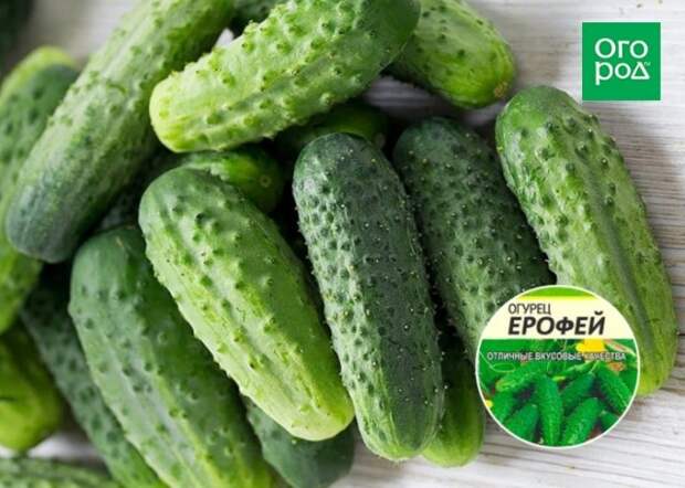 Огурцы Ерофей фото и описание