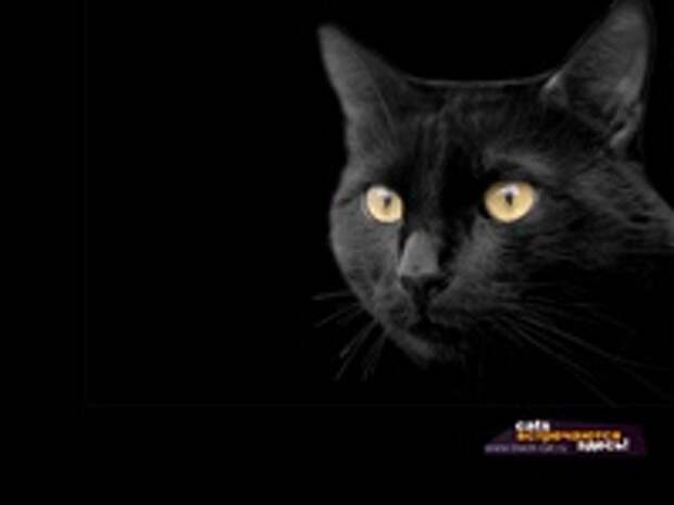 Кошки и Котята 3