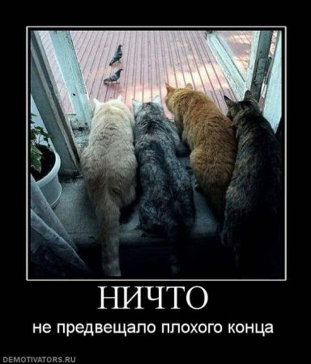 Демотиваторы смешно и прикольно!