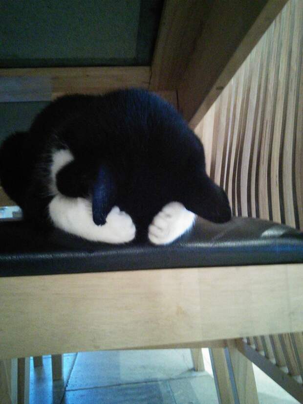 кот прячется