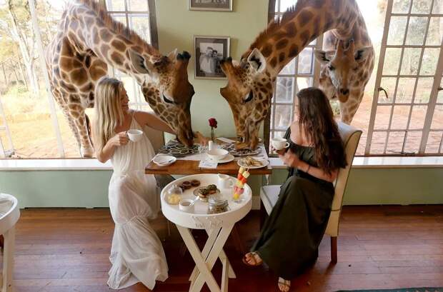Как по мне, лучше есть не жирафа, а вместе с ним. В Африке есть отель, где обитают долговязые. К некоторым они присоединяются на обед. 
