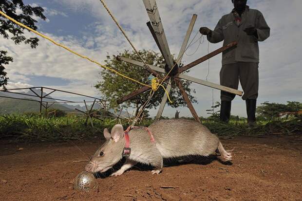 2hero-rats-bomb-demining-africa-apopo-2