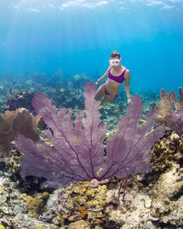 Андре Масгроув (André Musgrove) и его невероятные подводные снимки