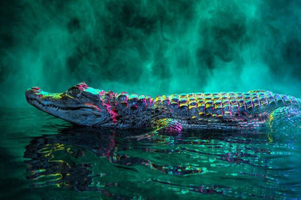 Фантастический мир рептилий. Автор фото: Andrew McGibbon.