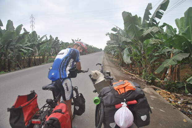 День 402: Сквозь банановые плантации  велосипед, мир, путешествие, собака