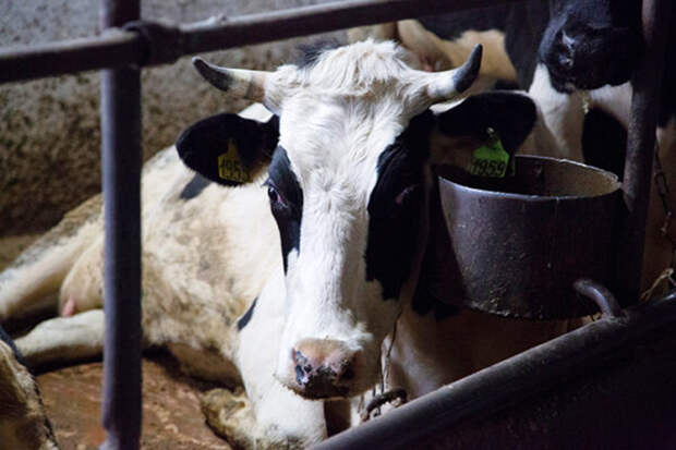 Эффективность принимаемых мер подтверждена: новые случаи заболевания пастереллезом в регионе не выявлены