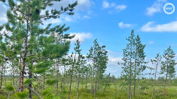 В Ноябрьске идут поиски пропавших в лесу грибников