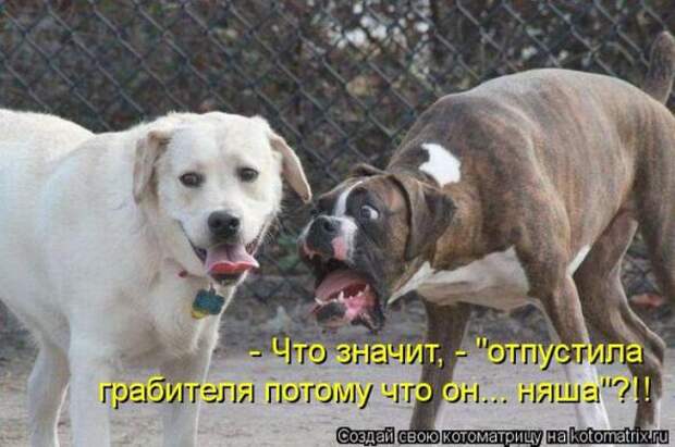 Котоматрицы(картинки с надписями)