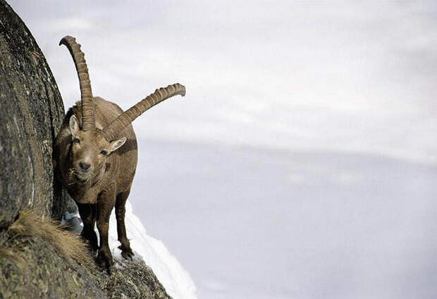 ibex-010