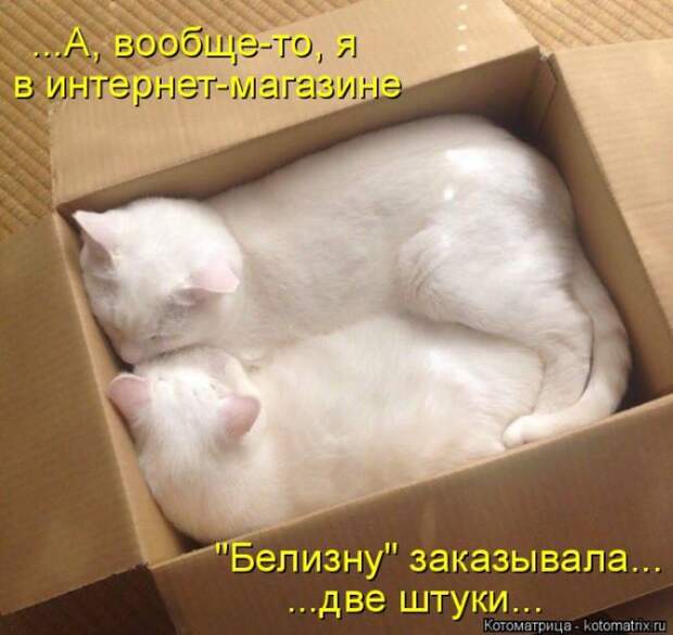 Лучшие котоматрицы недели (50 фото)