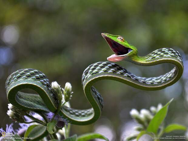 Одна из самых фотогеничных змей найдена в Индии в мире, кадр, фотограф