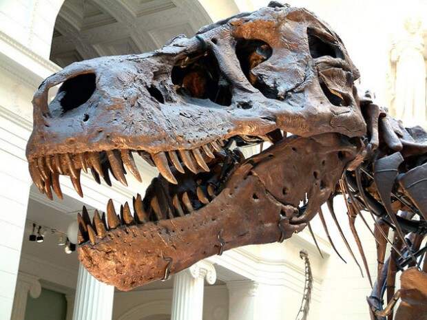 Tyrannosaurus rex Osborn, 1905. Филдовский музей естественной истории, Чикаго, Иллинойс, США (flickr / James St. John)