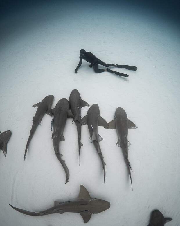 Андре Масгроув (André Musgrove) и его невероятные подводные снимки