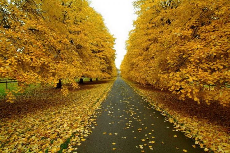 Красивые фотографии осенней природы