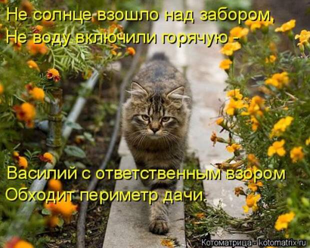 Лучшая котоматрица недели на Бугаге (30 фото)