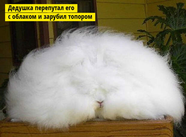 Ангорский кролик Ангорский кролик