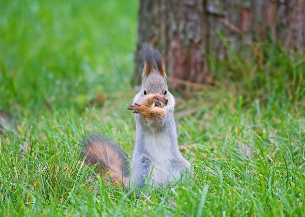 Забавные Животные