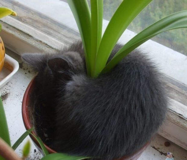 кошка в цветочном горшке 