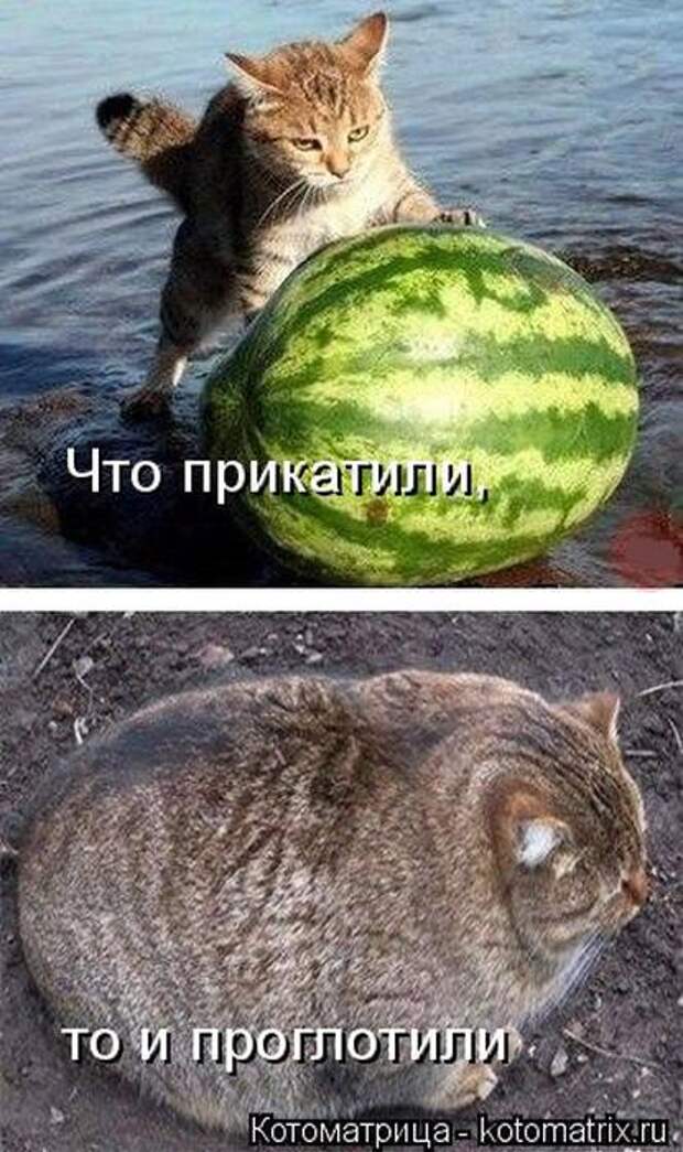 Лучшие котоматрицы недели (50 фото)
