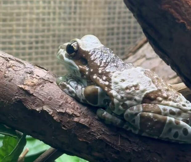 В Ленинградском зоопарке размножились редкие молочные лягушки