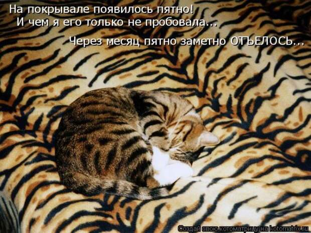 Лучшие котоматрицы недели (50 фото)