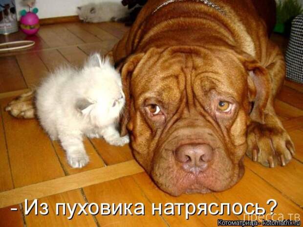 Лучшие котоматрицы за неделю (50 фото)