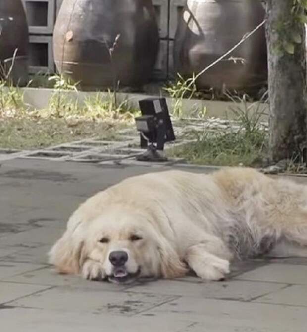 Собака лежит