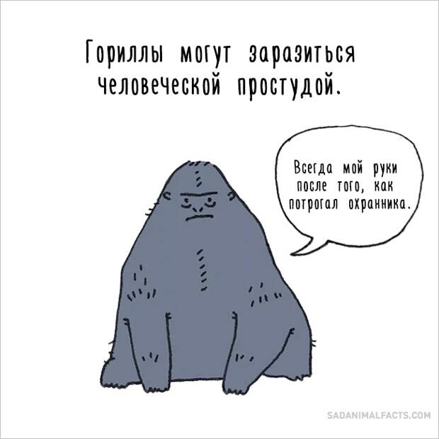 печальные факты о животных 