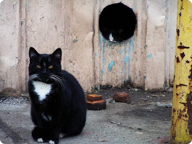 Как долго, сколько живут кошки?