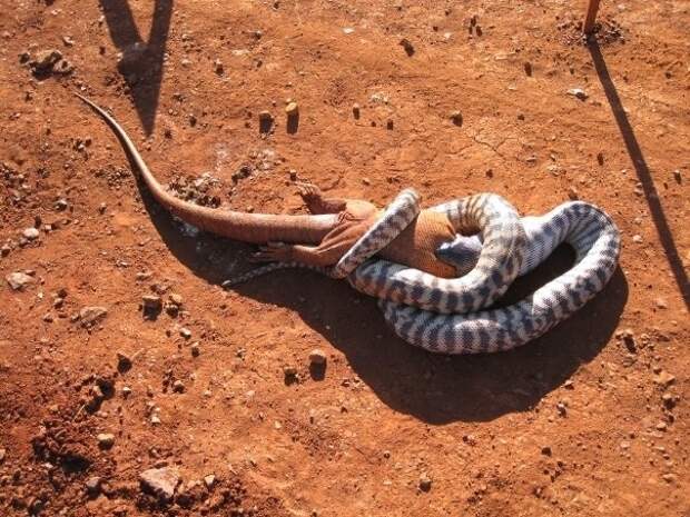 Змеи кушают австралия, животные