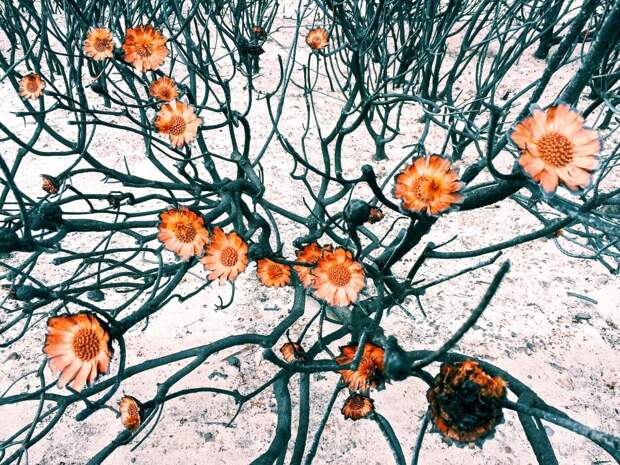 Победители конкурса мобильной фотографии iPhone Photography Awards 2015