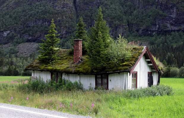Слишком поздно, чтобы косить траву … зелёные крыши, экологичный дом