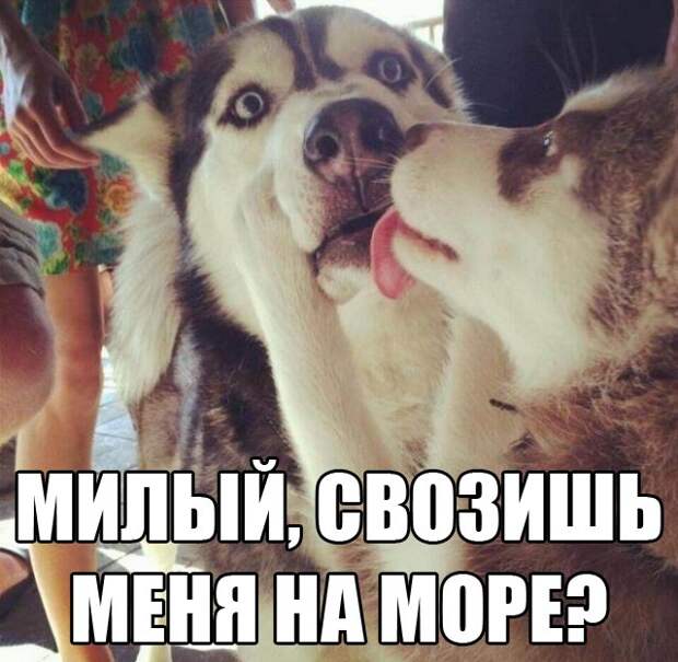 Смешные картинки с подписями  картинки, прикол, юмор